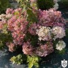 Hydrangea paniculata 'Touch of Pink' - Aedhortensia 'Touch of Pink' C5/5L